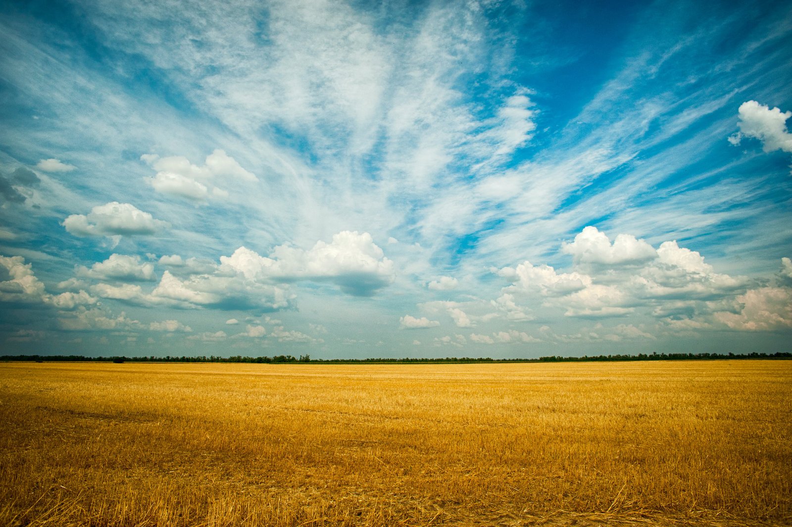 Campo de trigo ao pôr do sol